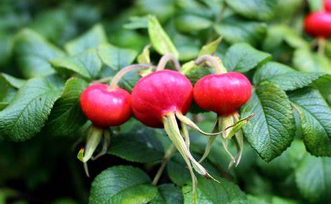 Unlock the Wellness Wonder of Rosehip