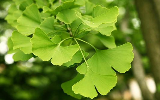 The Benefits of Ginkgo Biloba Supplements