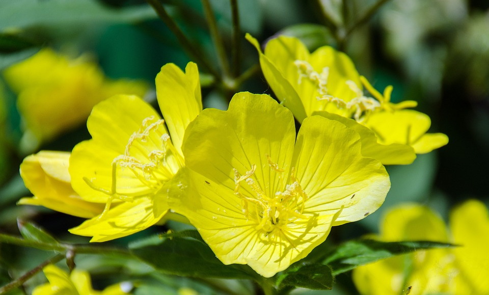 Evening Primrose Oil: Nature’s Secret for Health and Beauty